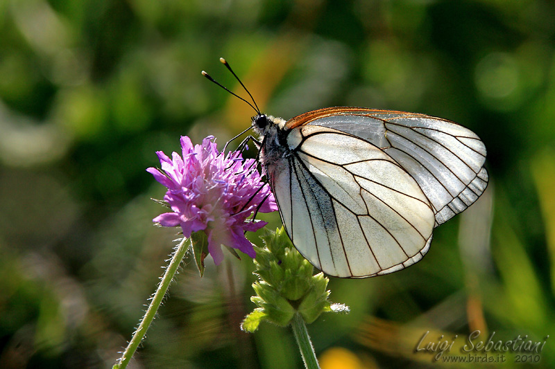 Aporia crataegi